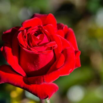 Rosa 'Crimson Bouquet' (317875)