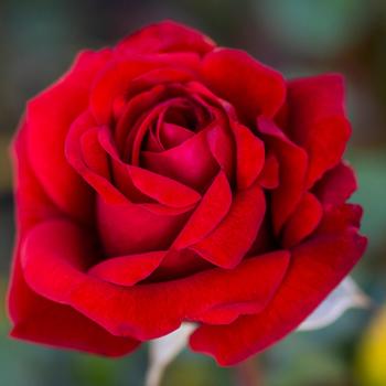 Rosa 'Crimson Bouquet'