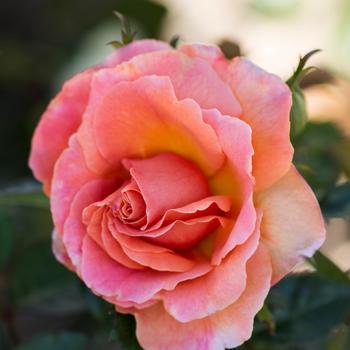 Rosa 'HARpageant' PP22587