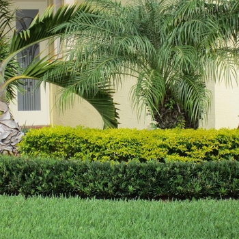 Podocarpus macrophyllus 'Pringles Dwarf' 