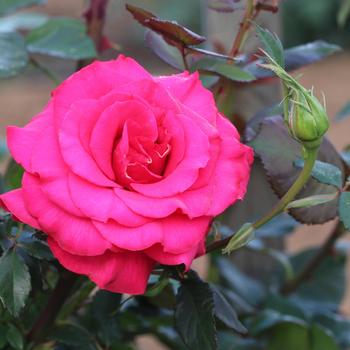 Rosa 'Fame!&trade;' (317889)