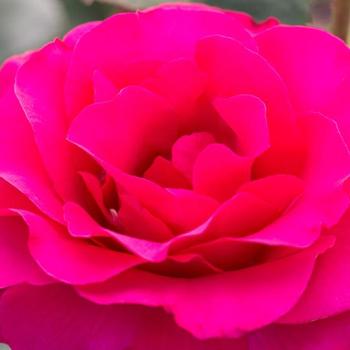 Rosa 'Fame!&trade;' (317890)