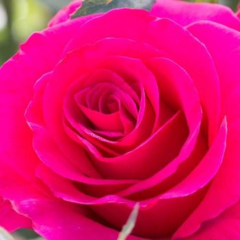 Rosa 'Fame!&trade;' (317898)