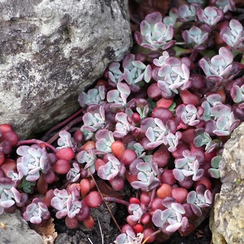 Sedum rubrotinctum 'Pork and Beans' 