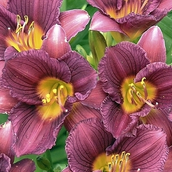 Hemerocallis 'Little Wine Cup'