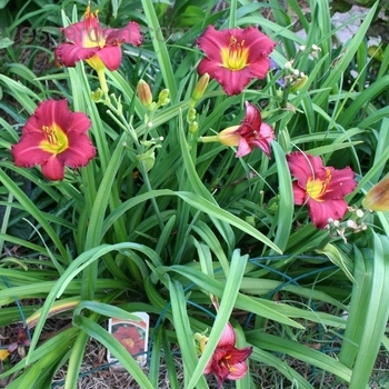 Hemerocallis 'Ruby Stella' 
