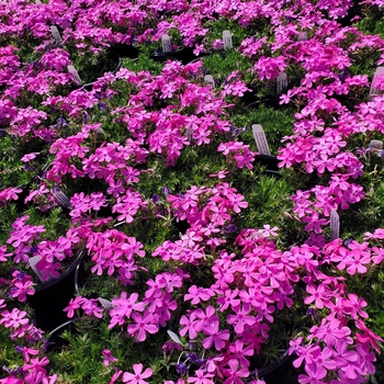 Phlox subulata 'Drummond's Pink' 