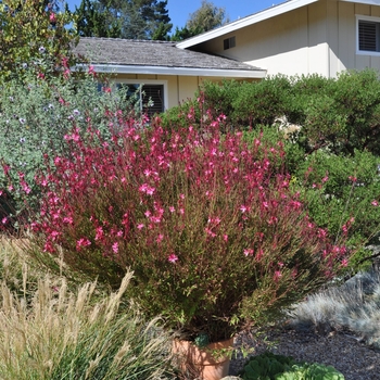 Gaura lindheimeri 'Siskiyou Pink'