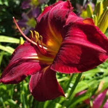 Hemerocallis 'Red Volunteer' 