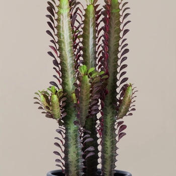 Euphorbia trigona