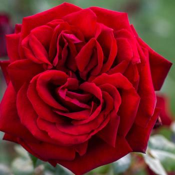 Rosa 'Ingrid Bergman&trade;' PP 10,624