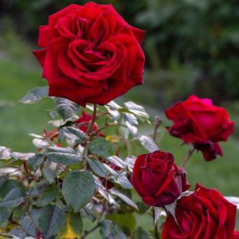 Rosa 'Ingrid Bergman&trade;' (318052)