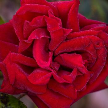 Rosa 'Ingrid Bergman&trade;' (318053)