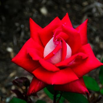 Rosa 'Love' (318063)