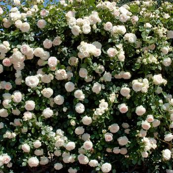 Rosa Meidiland&reg; '' (318072)