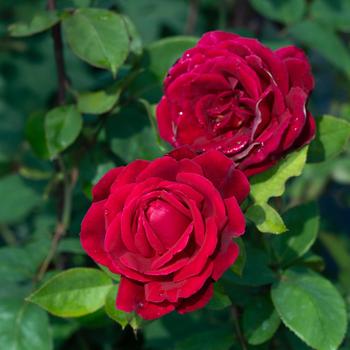 Rosa 'Mister Lincoln' (318081)