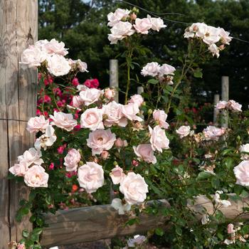 Rosa 'New Dawn' (318083)