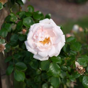 Rosa 'New Dawn' (318084)