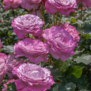 Rosa 'Nicole Carol Miller™'