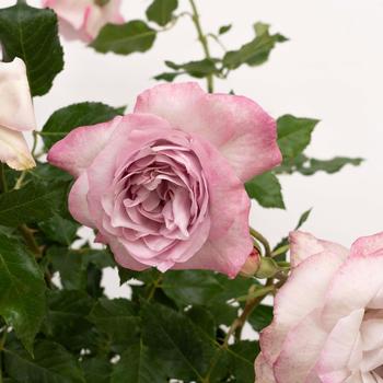 Rosa 'Nicole Carol Miller™' (318092)