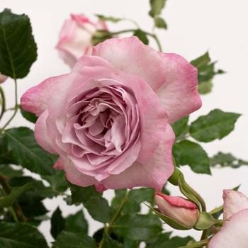 Rosa 'Nicole Carol Miller™' (318094)