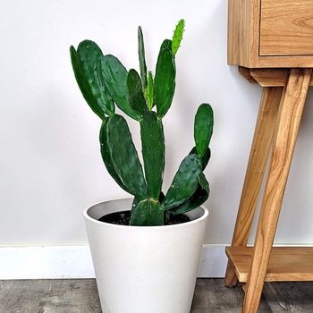 Opuntia 'Multiple Varieties' 