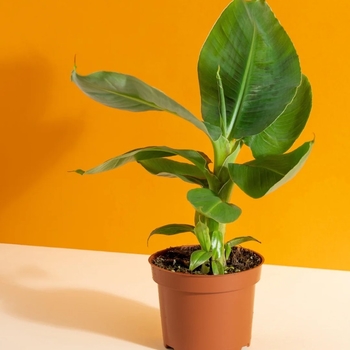 Musa 'Dwarf Cavendish' 