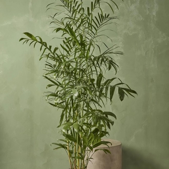 Chamaedorea seifrizii