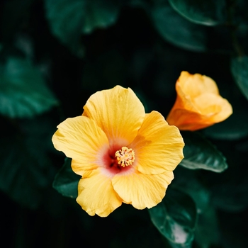 Hibiscus rosa-sinensis 'Lilikoi Yellow' PP22,180