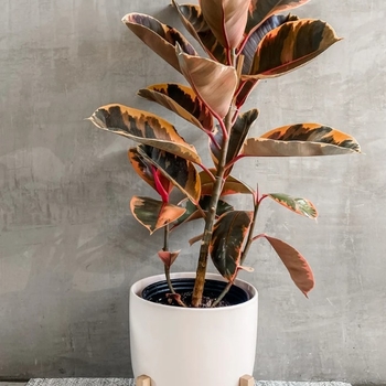Ficus elastica 'Ruby' 
