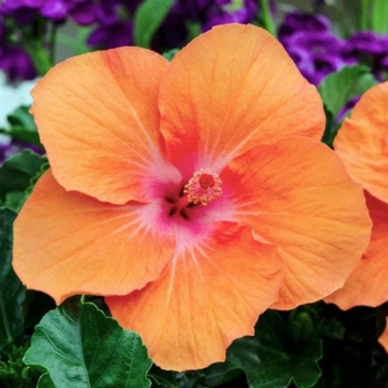 Hibiscus rosa-sinensis 'Orange Sunset' PP20,576