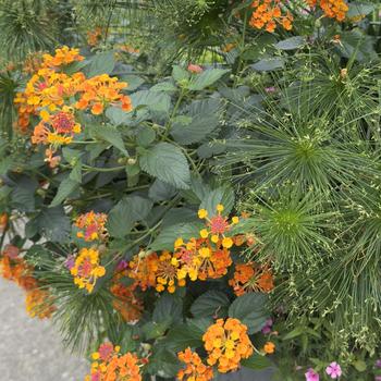 Lantana camara Luscious&reg; 'Marmalade' (318141)