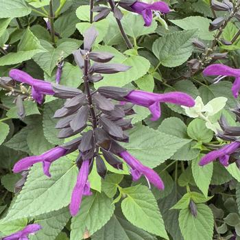 Salvia Rockin'&reg; 'Deep Purple' (318143)