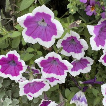 Petunia Supertunia® 'Hoopla™' (318145)
