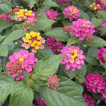Lantana camara Luscious&reg; 'Royale Cosmo' (318147)
