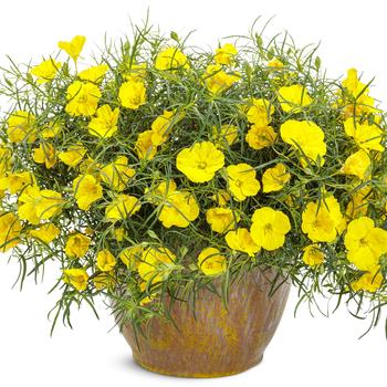 Oenothera Superlophus™ 'Sunglow' (318152)