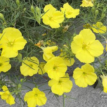 Oenothera Superlophus™ 'Sunglow' (318153)