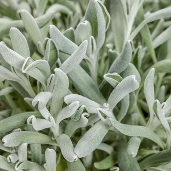 Didelta carnosa 'Silver River&trade;' (318157)