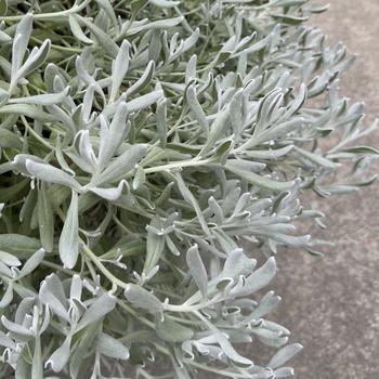 Didelta carnosa 'Silver River&trade;' (318159)