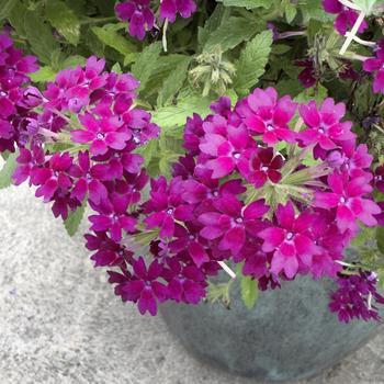Verbena Superbena Royale&reg; 'Plum Wine' (318163)