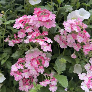 Verbena 'RIKAV52102' PPAF, Can PBRAF