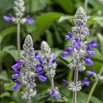 Salvia longispicata x farinacea 'BBSAL000301' PP29604