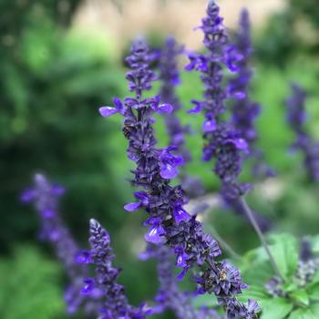 Salvia longispicata x farinacea Rockin® 'Playin' the Blues®' (318172)