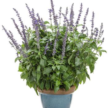Salvia longispicata x farinacea Rockin® 'Playin' the Blues®' (318173)