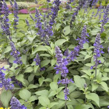 Salvia longispicata x farinacea Rockin® 'Playin' the Blues®' (318175)