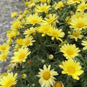 Argyranthemum frutescens 'Golden Butterfly®' (318176)