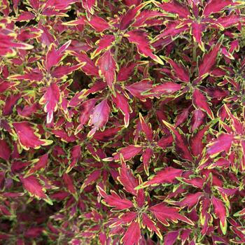 Coleus scutellarioides ColorBlaze® 'Mini Me™ Watermelon' (318180)