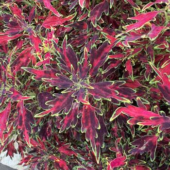 Coleus scutellarioides 'Mini Me&trade; Watermelon' PP30180P2
