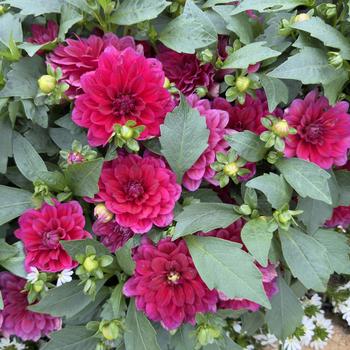 Dahlia variabilis Virtuoso™ 'Rad Raz™' (318183)