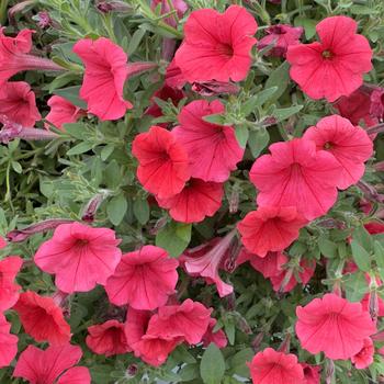 Petunia Supertunia Mini Vista® '' (318185)